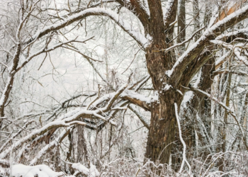 Bəzi ərazilərə qar yağır – FAKTİKİ HAVA