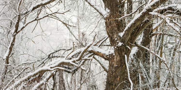 Bəzi ərazilərə qar yağır - FAKTİKİ HAVA