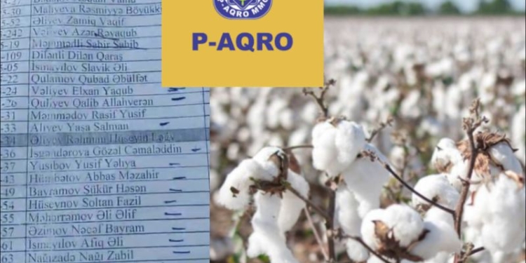 “P-Aqro” MMC fermerin pambığını alıb, pulunu vermir - Vətəndaşlardan ŞİKAYƏT...VİDEO