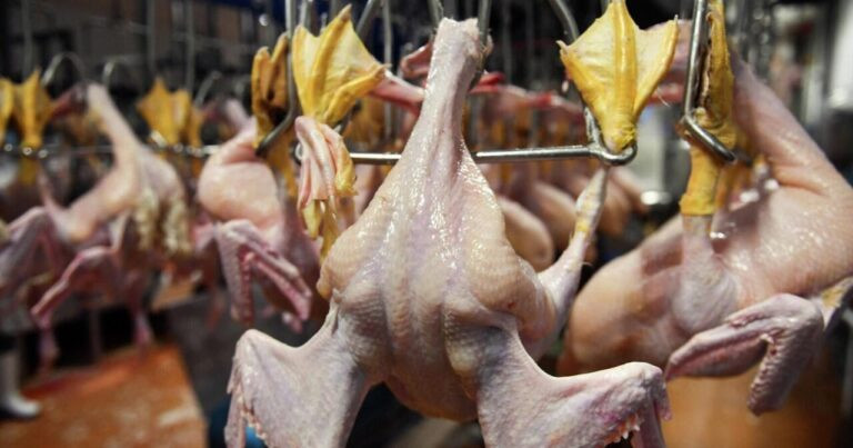 Bu toyuqlarla bağlı XƏBƏRDARLIQ! – AÇIQLAMA