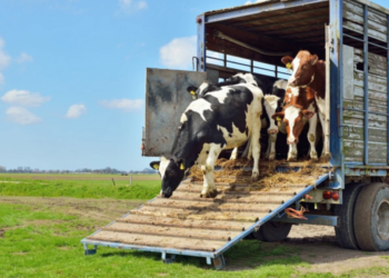 Gürcüstandan Azərbaycana heyvan idxalına qoyulan məhdudiyyət aradan qaldırılıb