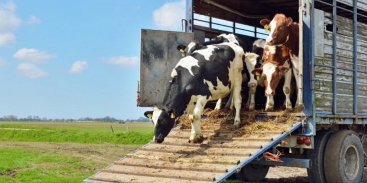Gürcüstandan Azərbaycana heyvan idxalına qoyulan məhdudiyyət aradan qaldırılıb