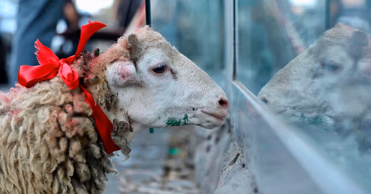 Qurban bayramında bunları etməyin! - XƏBƏRDARLIQ edildi!