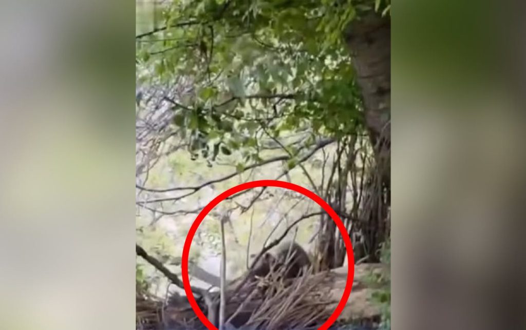 Ordubadda ayı sakinlərə hücum etdi – Video