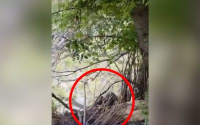 Ordubadda ayı sakinlərə hücum etdi – Video